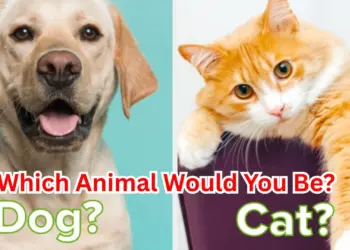 Which Animal Would You Be?