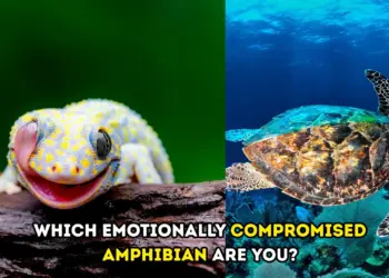 Which Emotionally Compromised Amphibian Are You Fun Personality Quiz