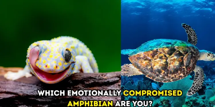 Which Emotionally Compromised Amphibian Are You Fun Personality Quiz